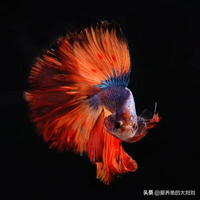 龍魚凍蝦能放多久啊