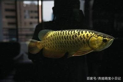 金頭過背金龍魚多少錢一條啊，如何挑選健康的金頭過背金龍魚,金頭過背金龍魚養(yǎng)殖注意事項