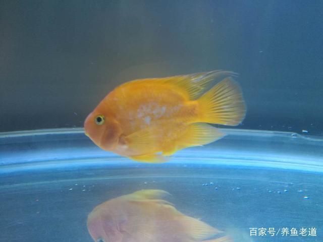 彩蝶魚缸廠家客服電話是多少號(hào)碼(彩蝶魚缸廠家客服電話是多少號(hào)碼啊)
