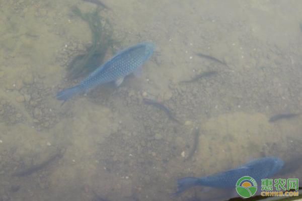 虎魚會被龍魚吃掉嗎