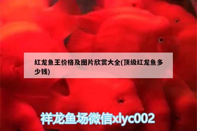 魚缸魚屎清理器的使用方法（魚糞便清理器）