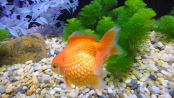 紅龍魚吃啥最好養：關于紅龍魚吃啥最好養的一些詳細信息
