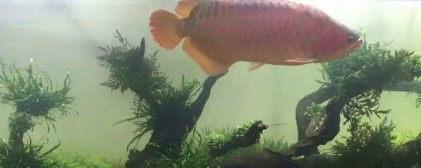 龍魚低溫能養嗎