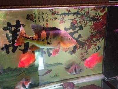玉林水族批發(fā)市場(chǎng)在哪里啊電話(huà)多少(玉林水族批發(fā)市場(chǎng)在哪里啊電話(huà)多少號(hào))