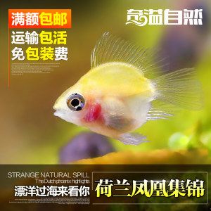 金龍魚一般吃什么最好