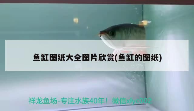 大慶魚缸維修哪家好啊（大慶魚缸廠家直銷）