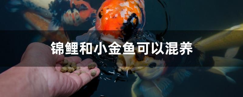 魚缸過濾缸需要多大尺寸的水泵呢（魚缸過濾用多大的水泵）