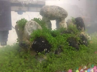 紅色熱帶觀賞魚圖片及名稱（紅色熱帶觀賞魚圖片及名稱大全）