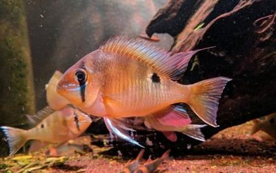 百藝城花鳥魚蟲市場地址（百藝城在哪）
