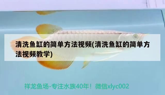 龍魚考色燈是白顏色還是黃顏色好呢 龍魚考色燈是白顏色還是黃顏色好呢圖片