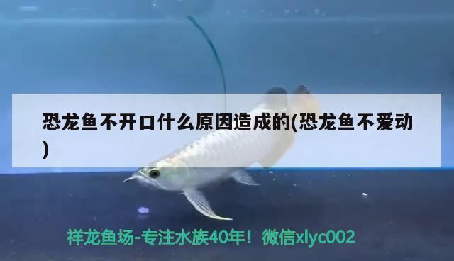 長春最大的觀賞魚批發市場：長春市觀賞魚養殖基地