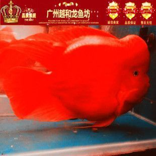 清蒸鱘龍魚圖片高清 清蒸鱘龍魚圖片高清大圖