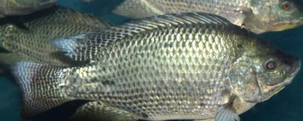 金龍魚魚鰭發黑怎么回事