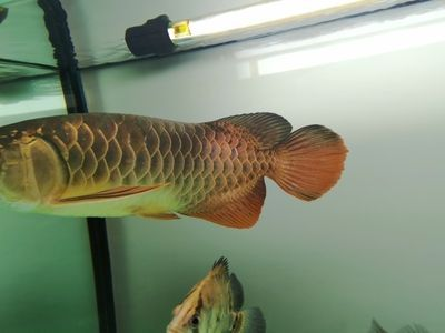 金龍魚魚鰭發黑怎么回事