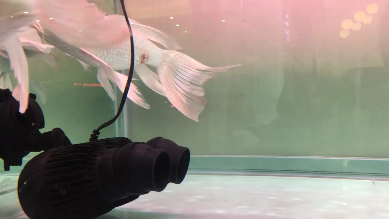 福建水族批發(fā)市場(chǎng)地址在哪里(福建水族批發(fā)市場(chǎng)地址在哪里啊電話(huà))