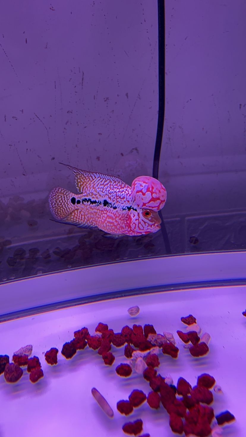 印度紅龍魚(yú)價(jià)格表圖片大全（ 印尼紅龍魚(yú)壽命多長(zhǎng)）