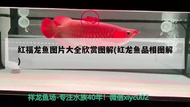 龍魚該怎么養才好養（龍魚怎樣養）