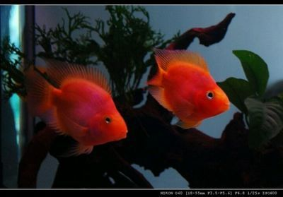 龍魚可以和財神鸚鵡一起養嗎，財神鸚鵡和龍魚可以混養嗎
