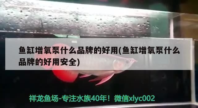 龍魚入缸可以開燈嗎 龍魚入缸能開燈嗎