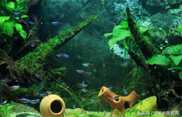 龍魚缸石頭造景圖片大全集（龍魚缸鋪石頭）