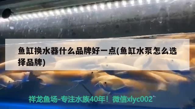 龍魚和虎魚怎樣搭配好看視頻大全：龍魚和虎魚怎樣搭配好看視頻大全教程