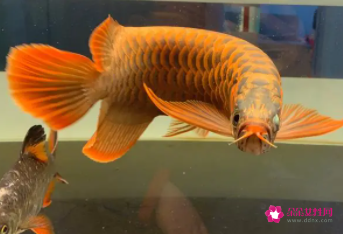 金龍魚吃小魚嗎