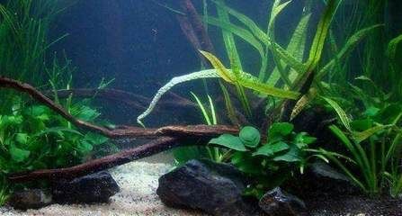 龍魚吃食后多久排便好