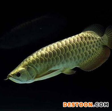 金龍魚怎么區(qū)別公母，金龍魚的性別區(qū)分