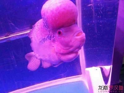龍魚不愛動是怎么了回事