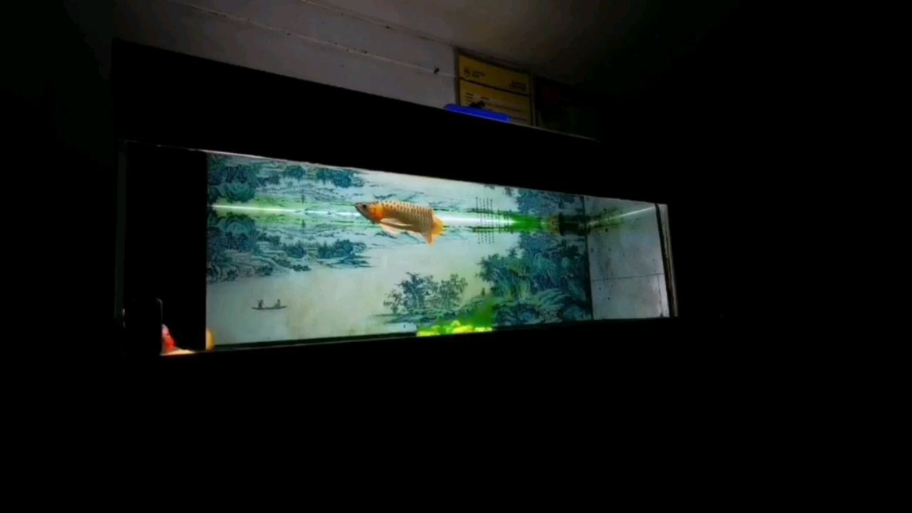 七彩神仙魚與金龍魚能混養嗎：七彩神仙魚和金龍魚可以混養嗎