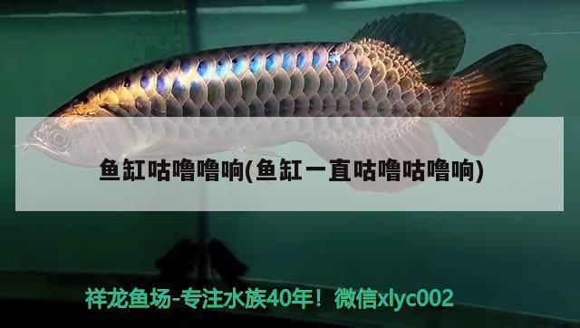 如何挑選銀龍魚苗圖片欣賞：怎么挑選銀龍魚苗 如何挑選銀龍魚苗圖片欣賞：怎么挑選銀龍魚苗 龍魚百科 第3張