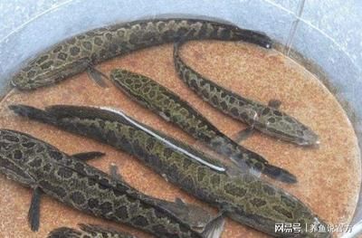 雷龍魚有哪些，常見的雷龍魚品種及其特點