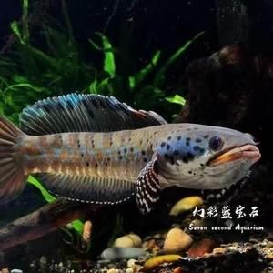 雷龍魚有哪些，常見的雷龍魚品種及其特點