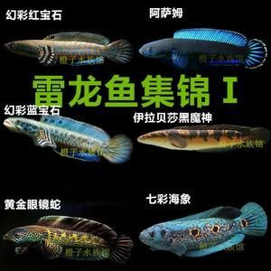 雷龍魚有哪些，常見的雷龍魚品種及其特點