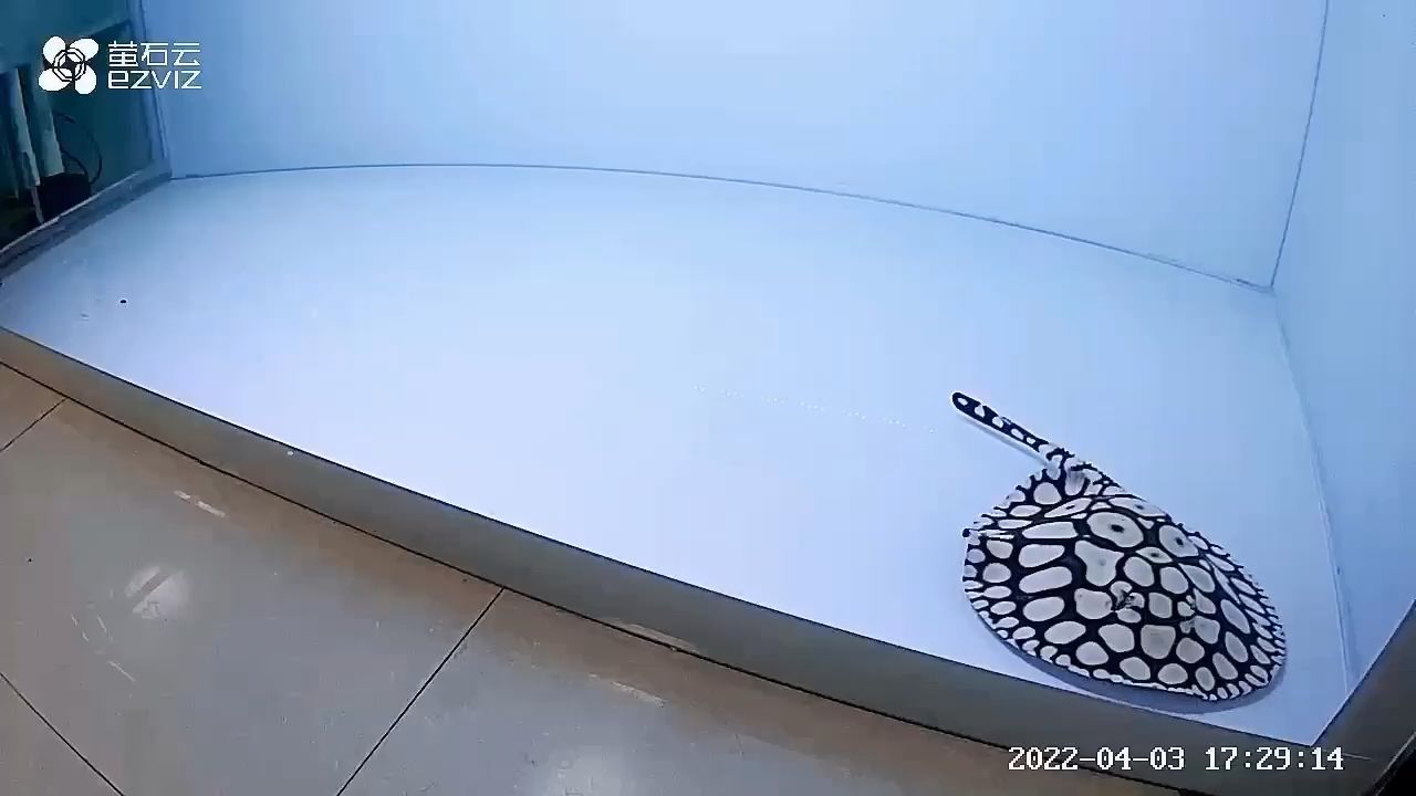 魚缸擺放在陽臺哪個角落好一點（魚缸放陽臺上風水好嗎）