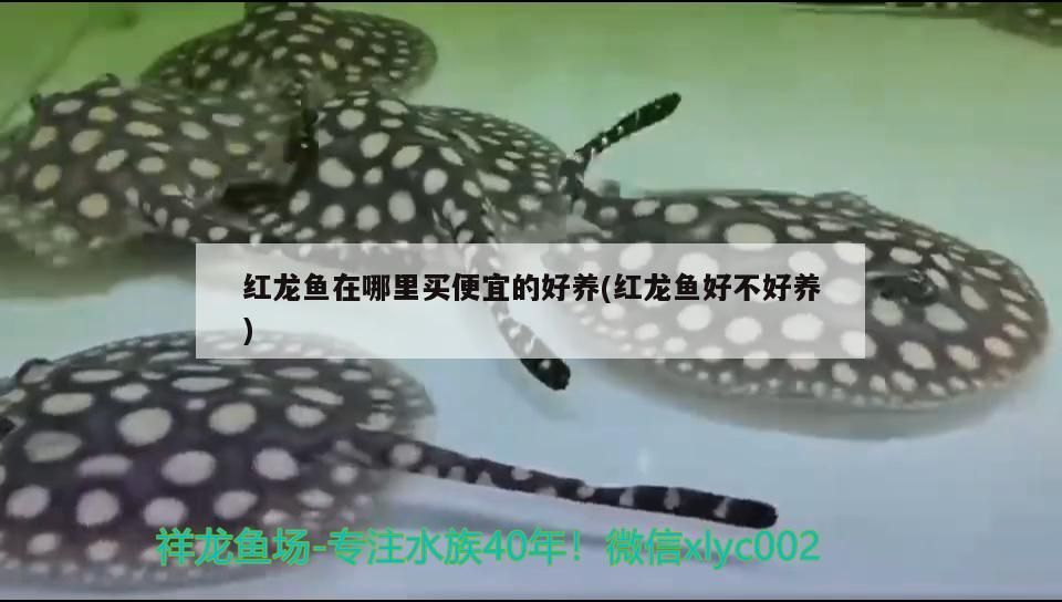 龍魚病了沉到水底了（龍魚病了沉到水底了會死嗎）