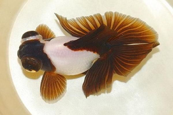 金龍魚尾巴一半紅一半黑為什么會死