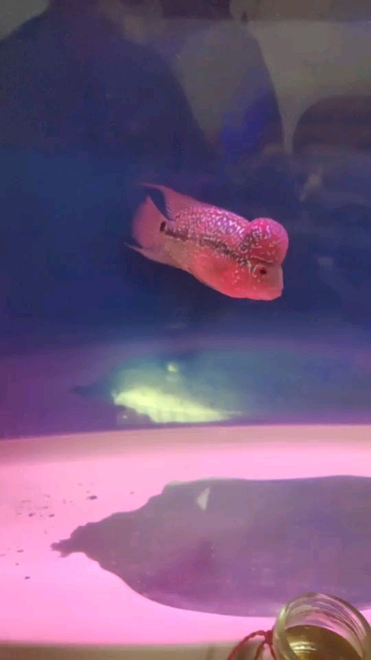 黑魚吃自己的幼魚嗎(黑魚吃自己的小魚仔嗎)
