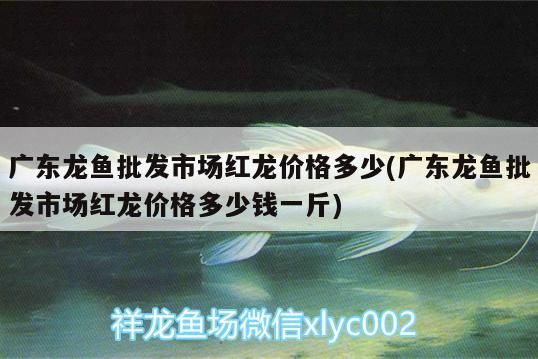 海鰻在魚缸怎么養（海水缸海鰻好養嗎）