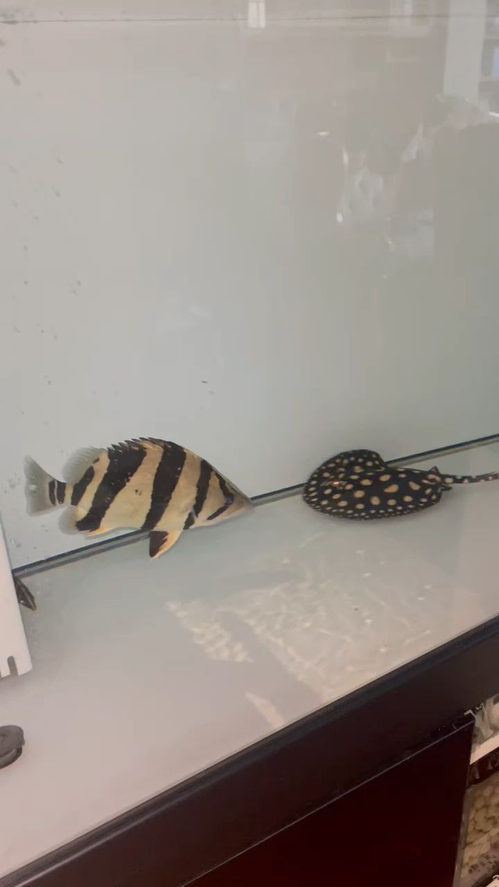 魚缸循環水過濾系統要一直開嗎（魚缸循環水過濾系統怎么做）