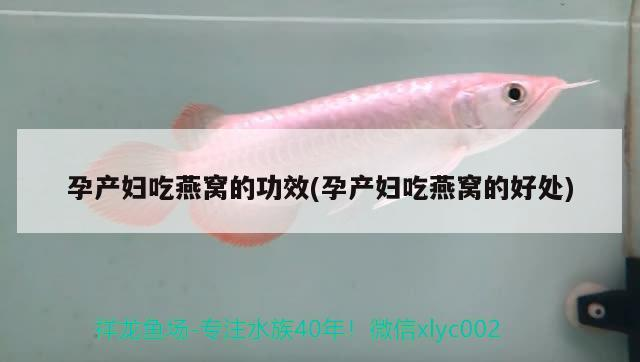 龍魚生病老三樣 龍魚生病了怎么辦
