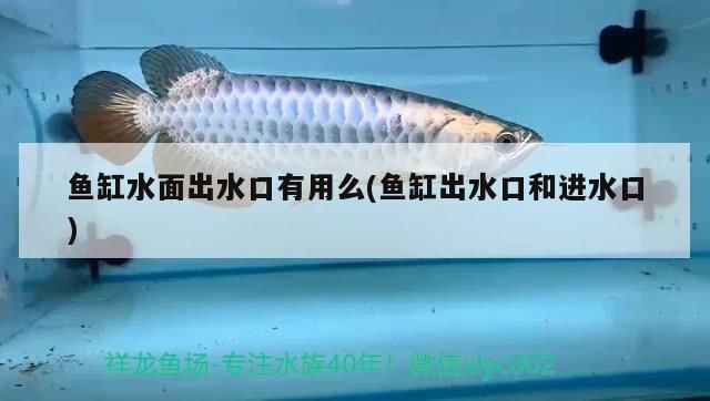 魚缸爆藻了好不好 魚缸爆藻有什么危害