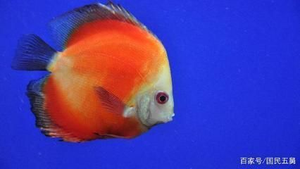 龍魚不上色怎么辦