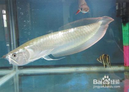 金龍魚哪個國家的魚