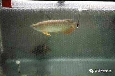龍魚冬天換水困幾天