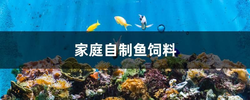 魚缸里的金魚翻著肚子但還是會游(魚缸里的金魚翻著肚子但還是會游怎么辦)