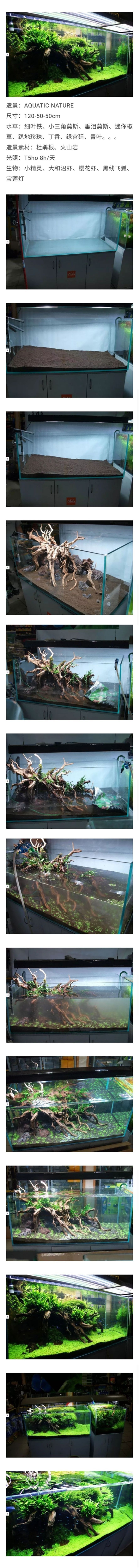 盤龍魚是什么魚圖片大全 盤龍魚多少錢