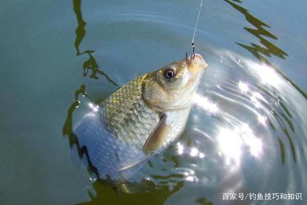 龍魚不活躍是什么原因引起的怎么治
