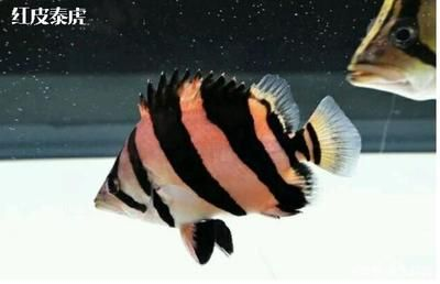 龍魚清爽明亮混養什么意思，如何選擇龍魚混養
