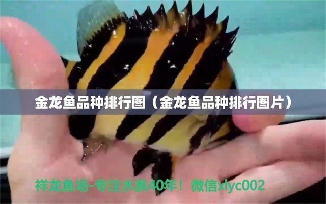 金龍魚藍色過6排的魚有哪些，金龍魚藍色過6排的鑒別方法